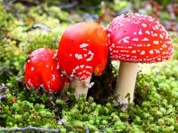 Fliegenpilze, Fjordland NP, Neuseeland